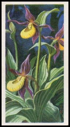20 Lady's Slipper Orchid